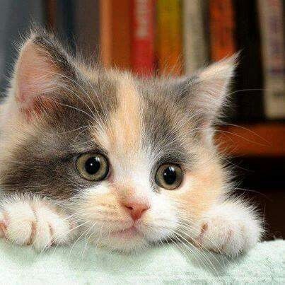 Pinterest