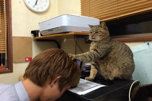 twitter/oslcats