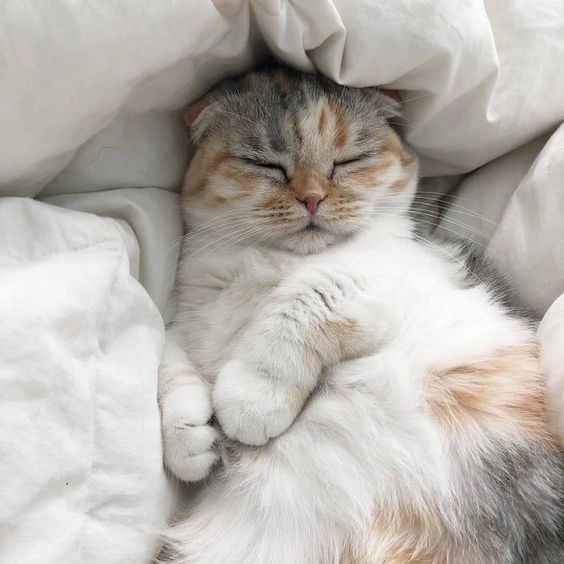 貓咪睡眠,貓睡多久才夠,貓長時間睡覺