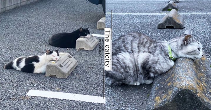 把擋板當枕頭！日本停車場貓咪「饋頭趴睡」，神邏輯系列網笑翻！