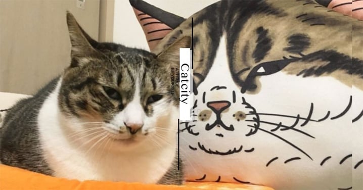 日本爆紅漫畫《不可思議的貓世界》真有其貓，超厭世眼神＋萌嘴邊肉神還原！