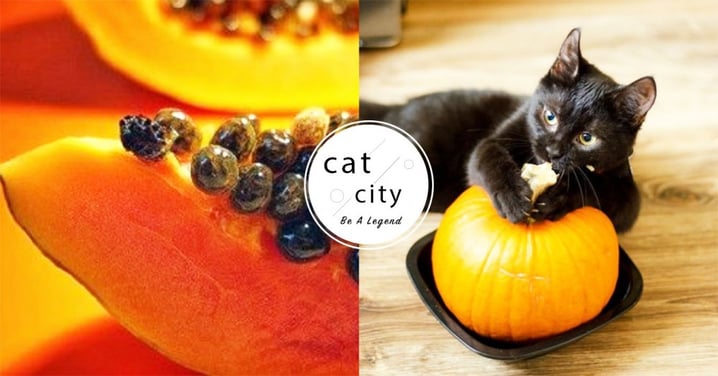 【貓咪可吃的人類食物】這些食材能餵貓？ 10 種「人類食物」貓也能安心吃！