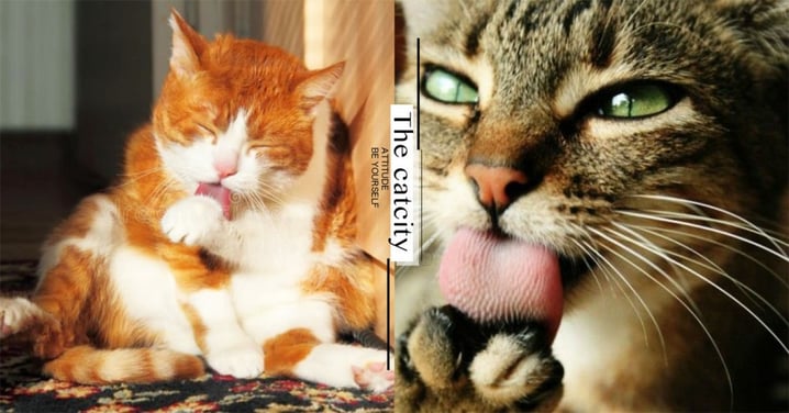 【貓咪愛舔人】7 種貓咪舔人的理由，原來不是嫌人髒而已阿！