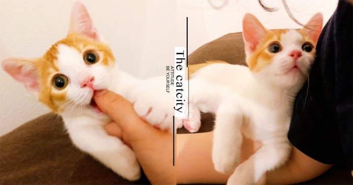 日本小貓超熱情迎接，無辜臉＋狂吸手指：「不要離開偶」