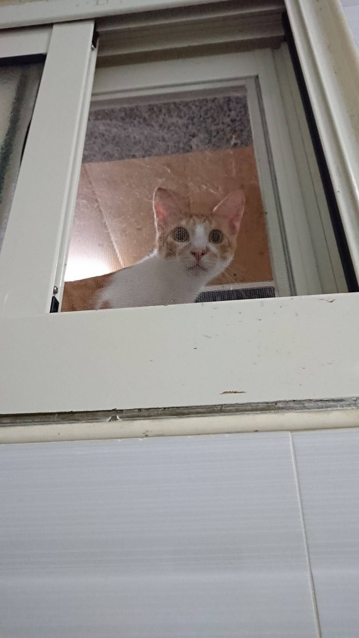 IG/0.7_sevencats