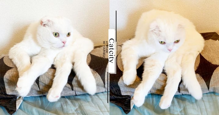 這個怪物是什麼啦！日本「新品種貓咪」引熱議，網友笑翻：「根本蜘蛛精！」