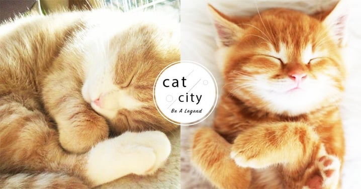 【貓咪冷知識】貓睡這麼久正常嗎？揭秘「貓長時間睡覺」的 3 個主要原因！