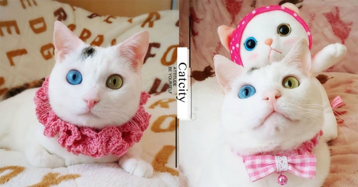 跟玩偶一樣！異瞳白貓「雙眼鑲寶石」，獨特「藍、黃眼」超美麗！