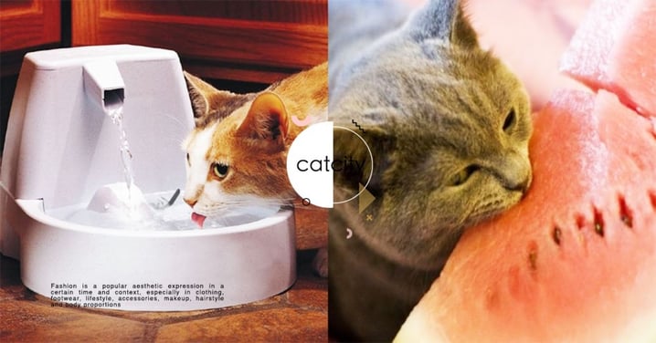 【貓補水妙方】貓不喝水怎麼辦？6 招補水法教你從飲食入手！