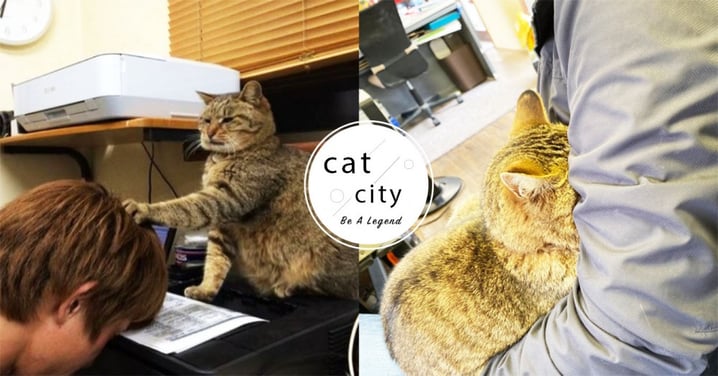 日本賽車場變成「貓咪樂園」，干擾工作還企圖控制職員：「快開罐罐！」