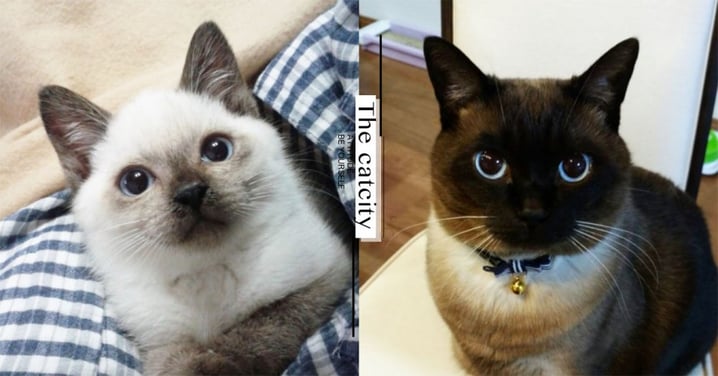 那些冬天變黑的貓！日本推特「暹羅貓變臉大賽」，前後照片對比引熱議！