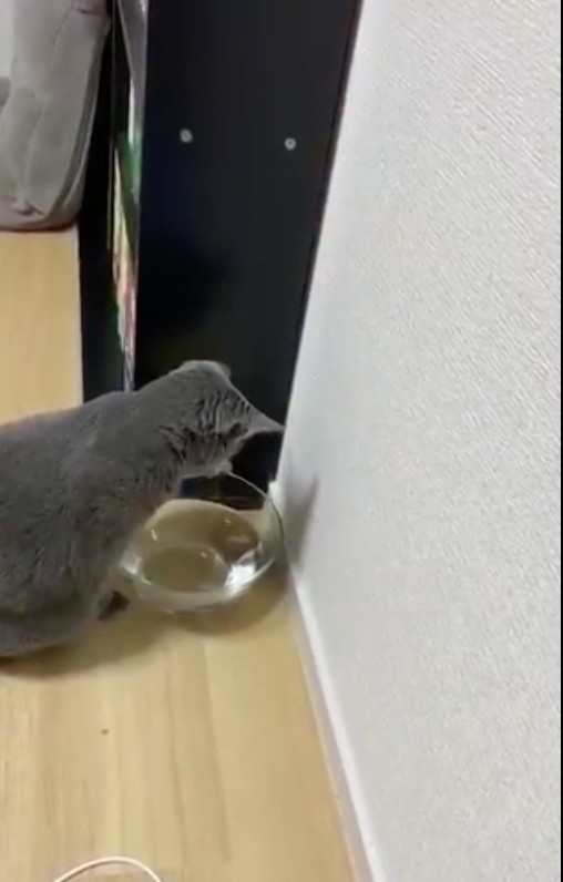 twitter/yoshidaterukazu 