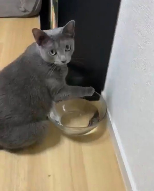 twitter/yoshidaterukazu