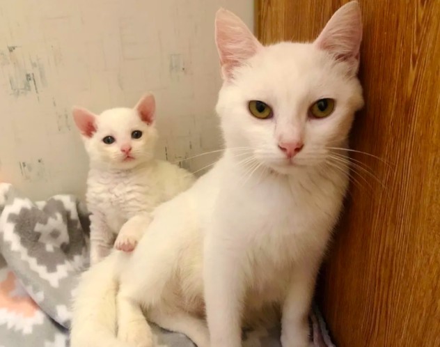 Catsnip Etc