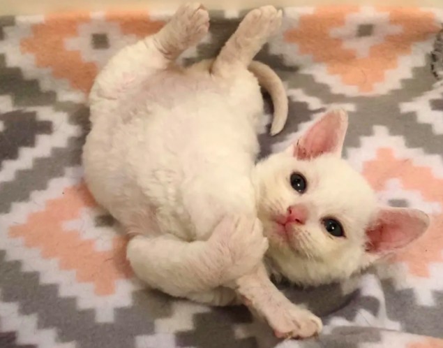 Catsnip Etc