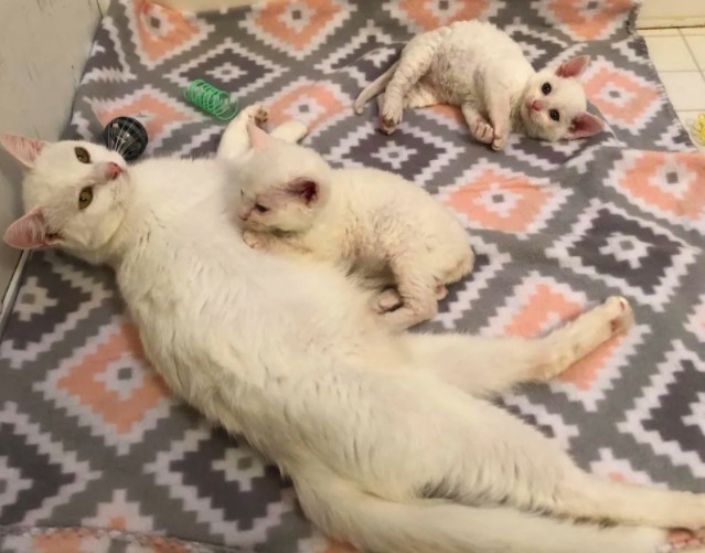 Catsnip Etc
