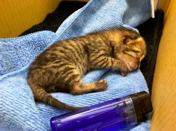 IG/tigercat_tw 提供 