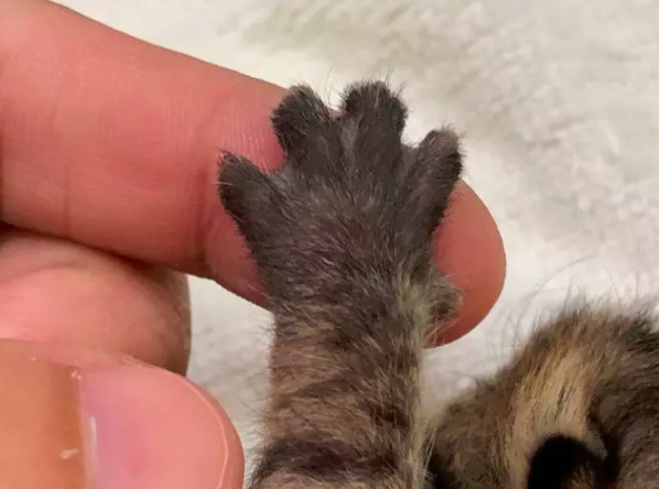 IG/tigercat_tw 提供 