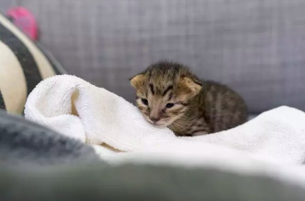 IG/tigercat_tw 提供 