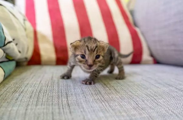 IG/tigercat_tw 提供 