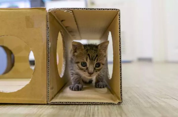 IG/tigercat_tw 提供 