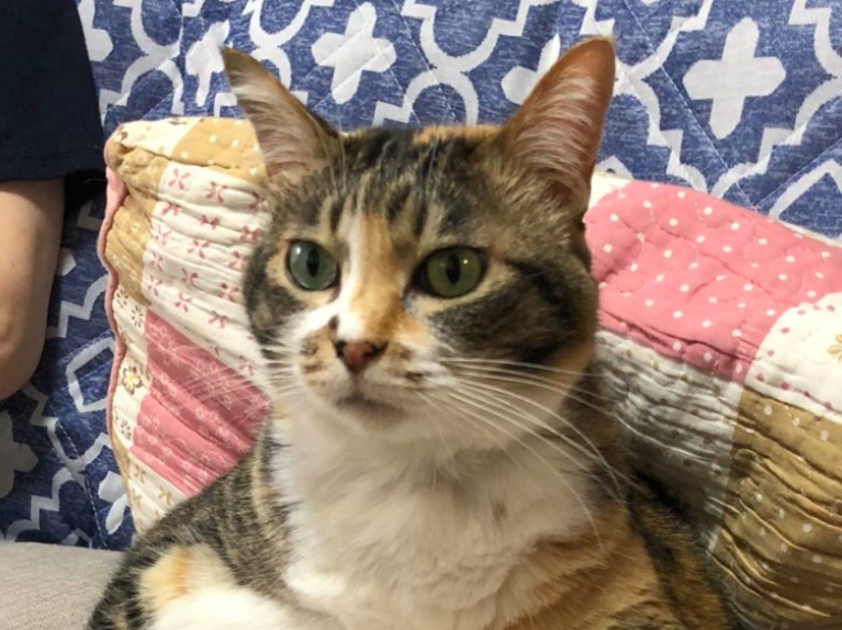 twitter@tomikopinkcats