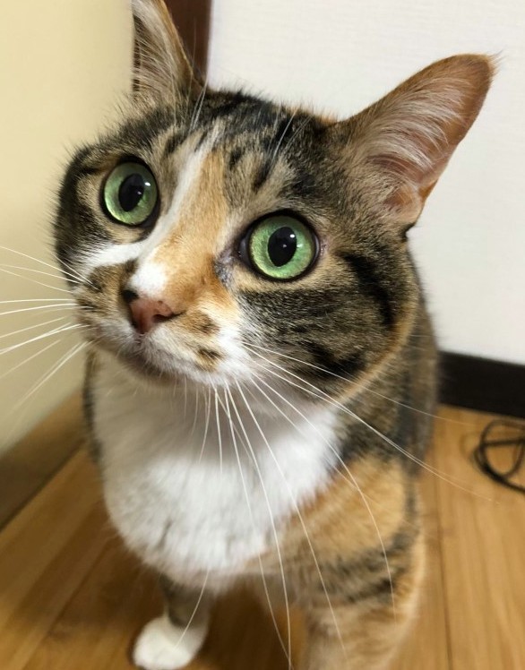 twitter@tomikopinkcats