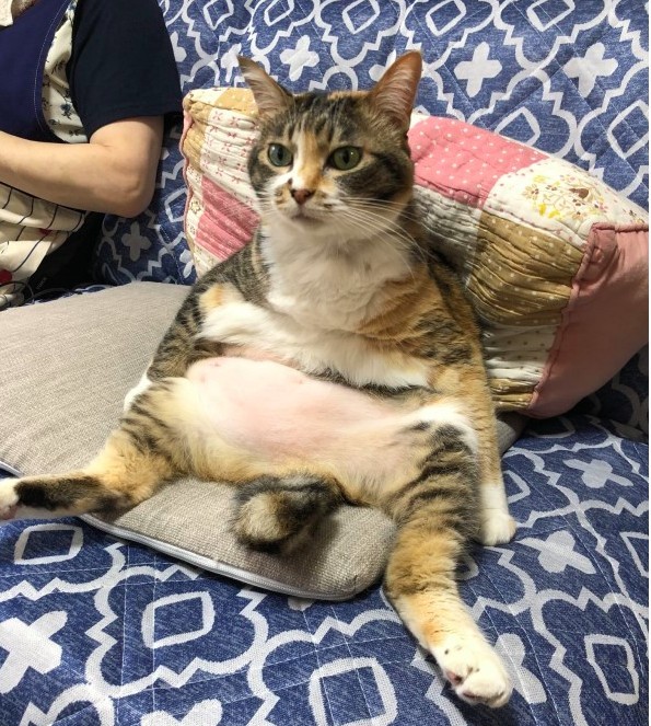 twitter@tomikopinkcats