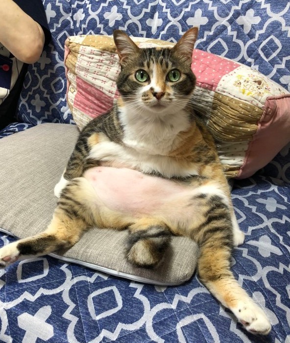 twitter@tomikopinkcats