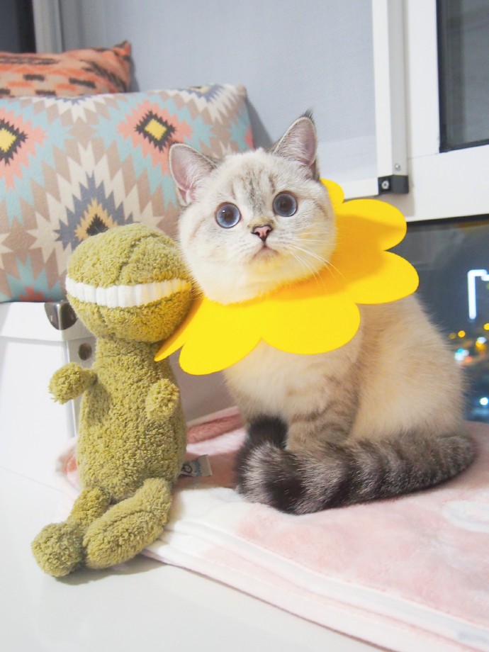 weibo猛猪猪和臭娜娜