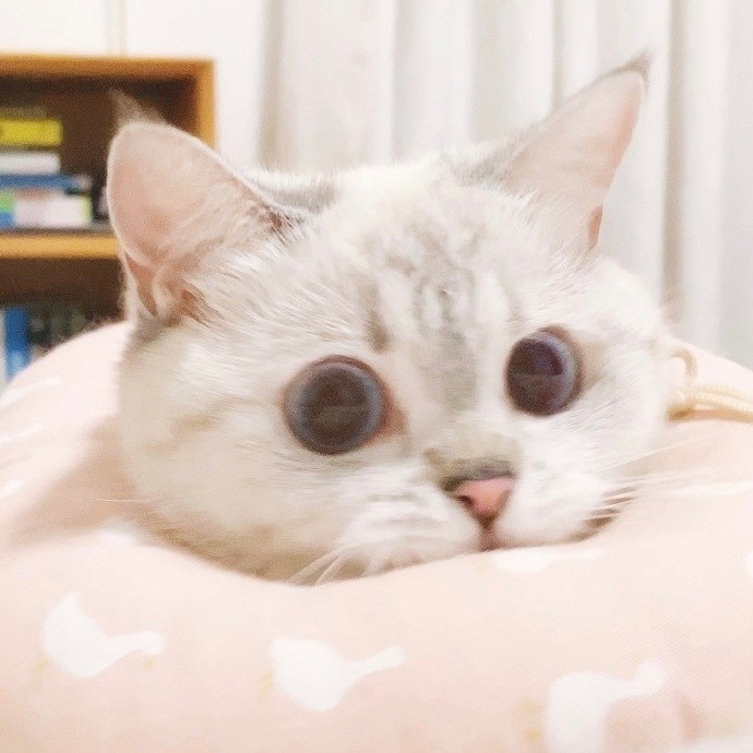 weibo猛猪猪和臭娜娜