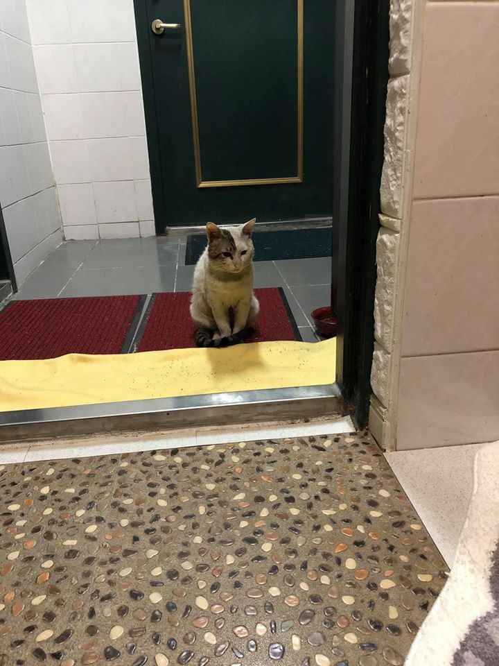 網友江小可授權