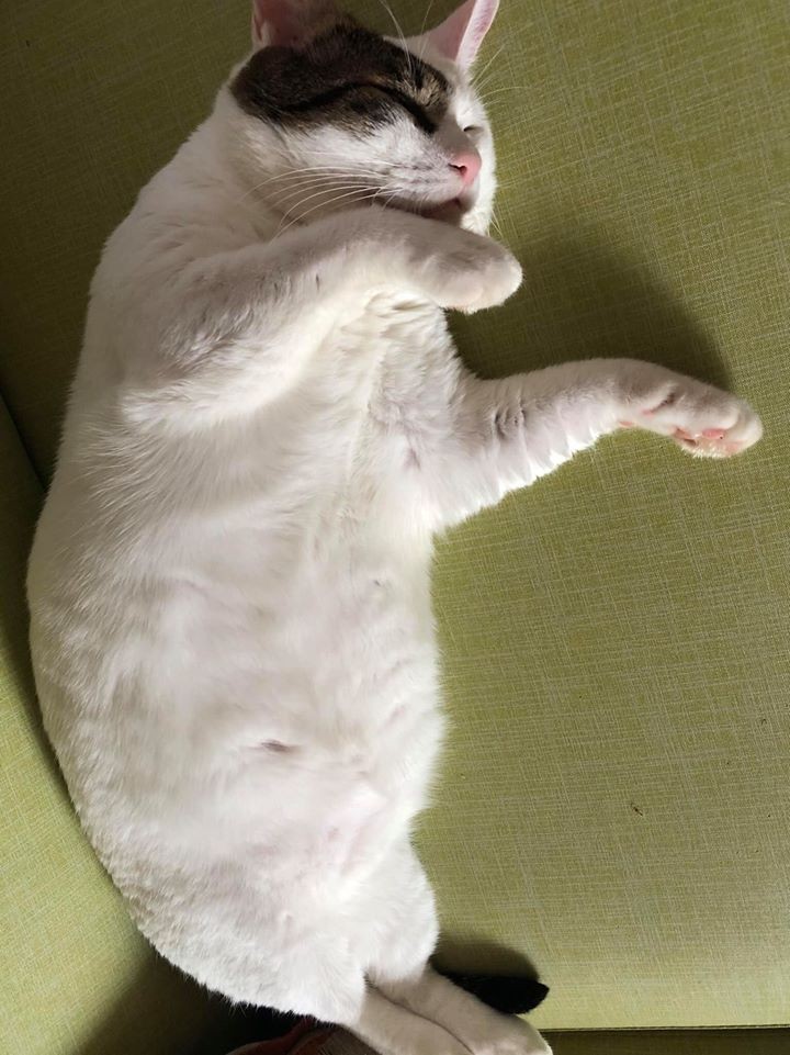 網友江小可授權