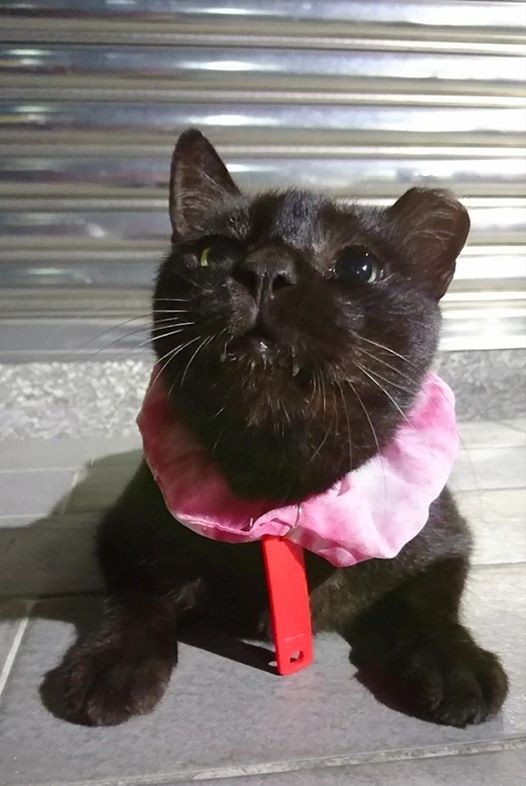 網友吳欣蕙提供