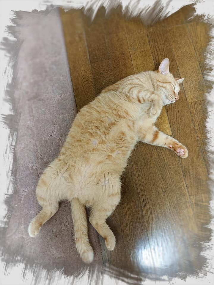 網友吳筱軒提供