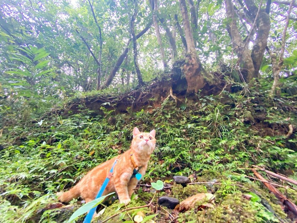 FB 小樂樂屁股扭一扭