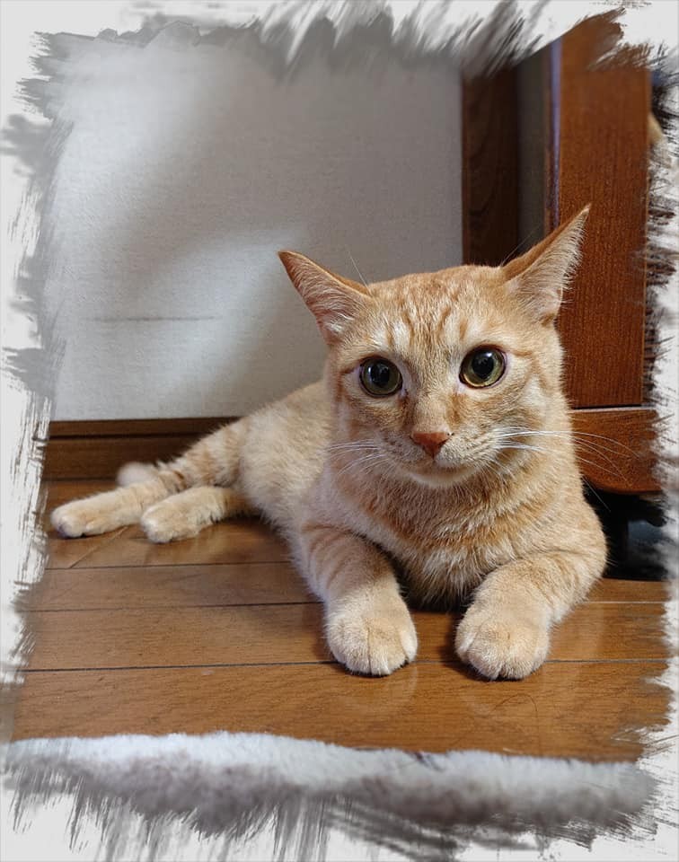 網友吳筱軒提供