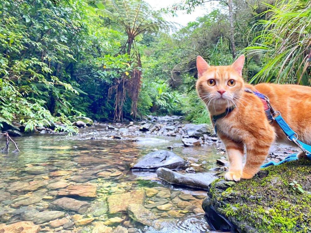 FB 小樂樂屁股扭一扭