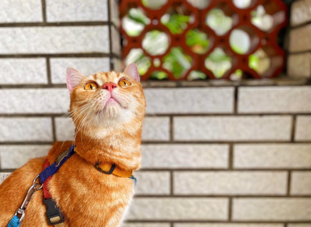 FB 小樂樂屁股扭一扭