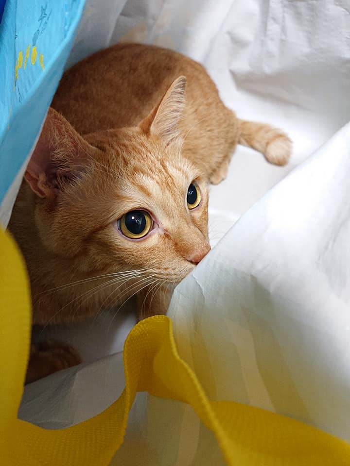 網友吳筱軒提供