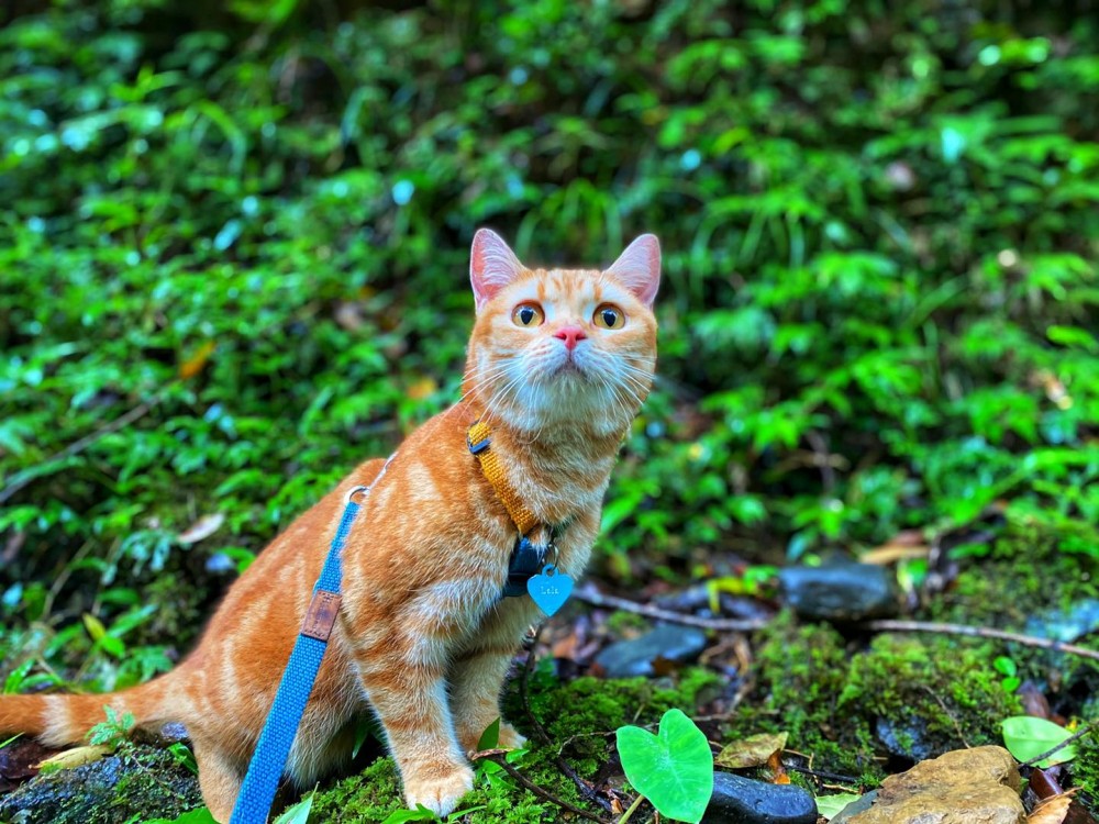 FB 小樂樂屁股扭一扭