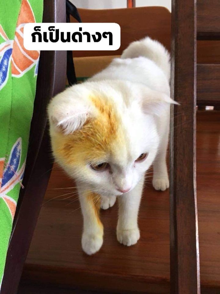 FB@ตุ้มเม้งแมวแพนด้า&คาพ้วงแมวเชื้อรา