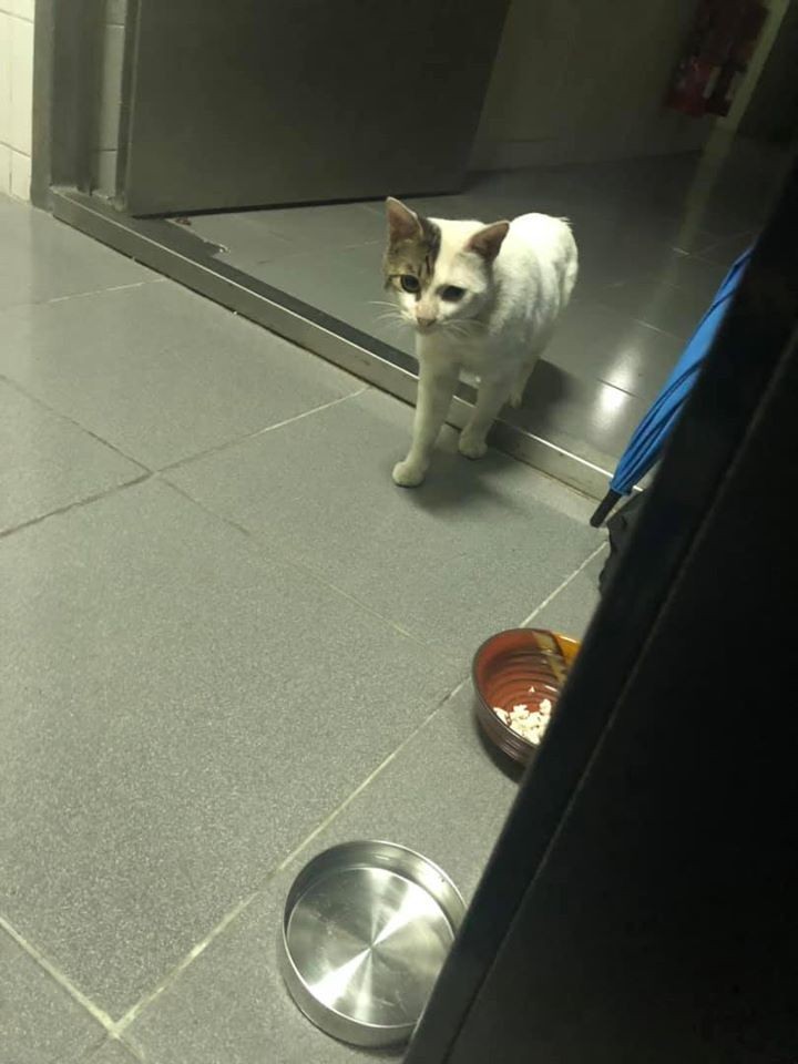 網友江小可授權