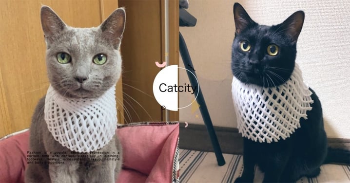 埃及貓神降臨！日本黑貓「水果網套」引熱議，超美脖圍貓奴爭相模仿