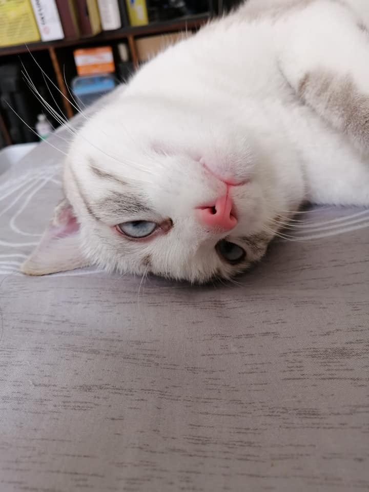 網友小云授權提供