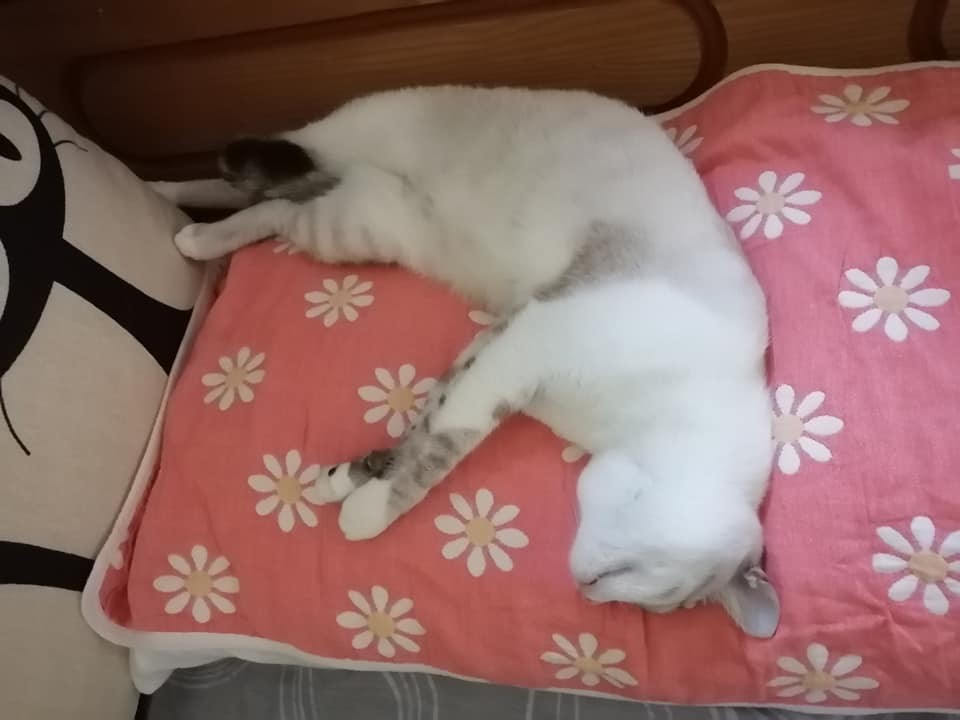 網友小云授權提供