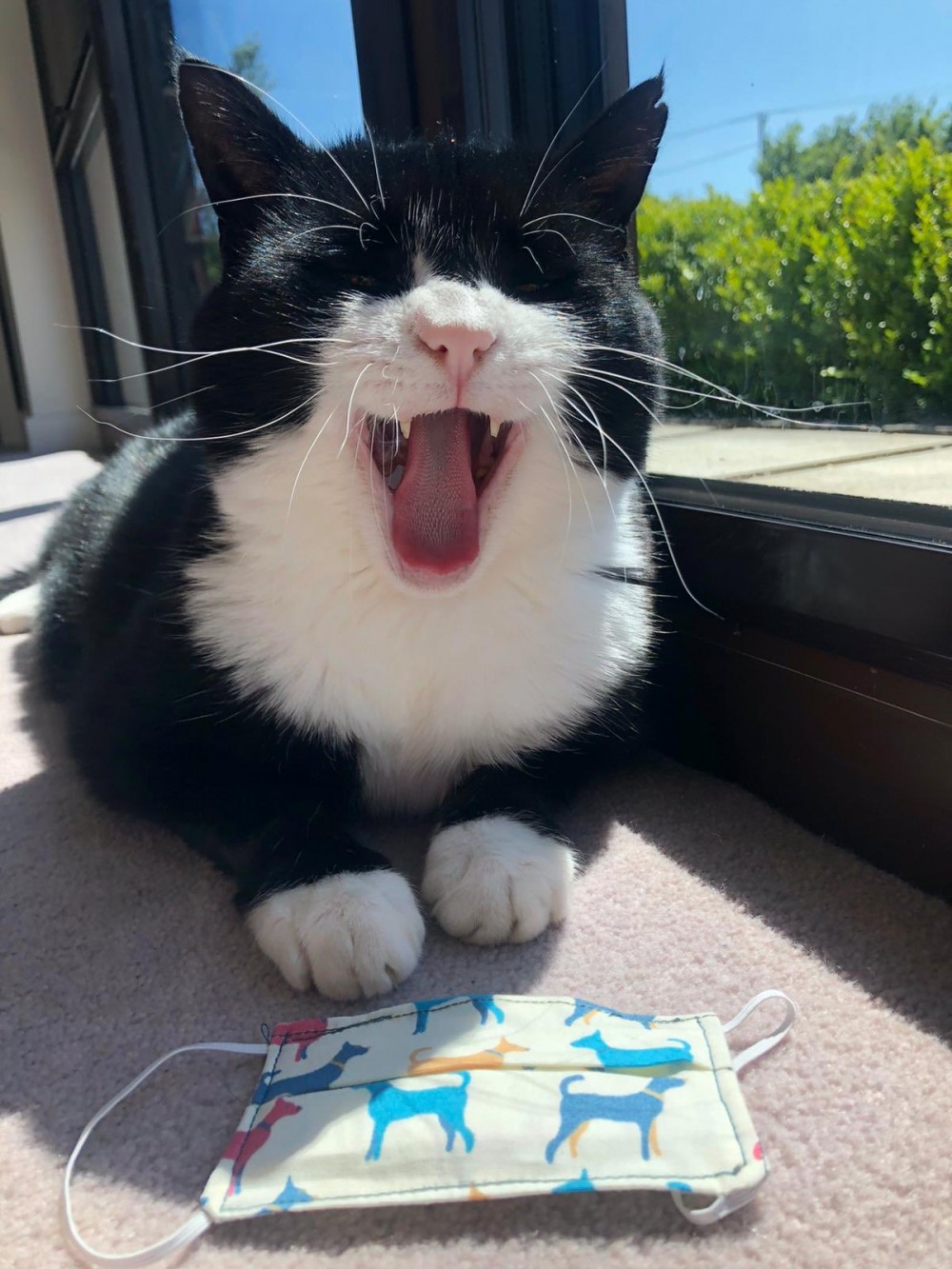 twitter/DiploMog