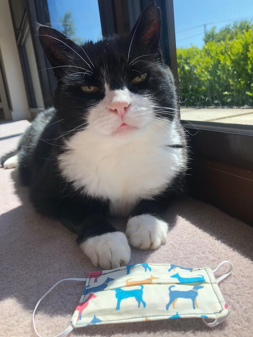 twitter/DiploMog