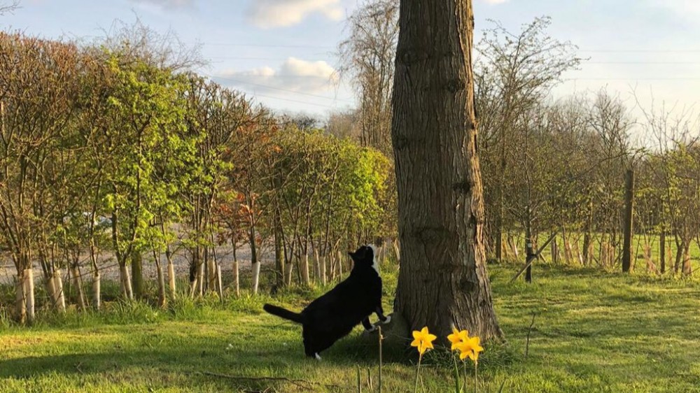 twitter/DiploMog