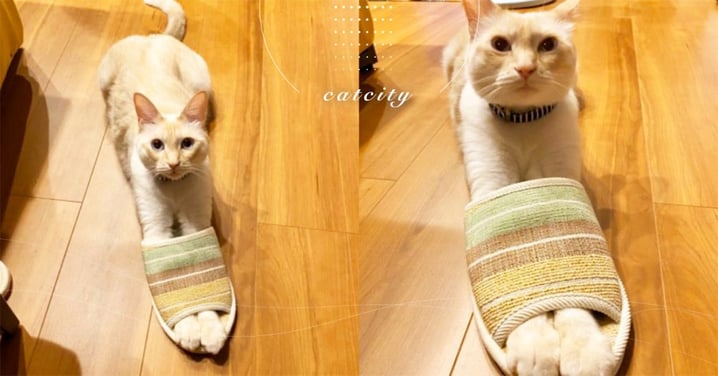 日本推主聽到貓咪發怪聲，轉頭後驚見這幕笑噴　奴：幹嘛偷穿我的鞋